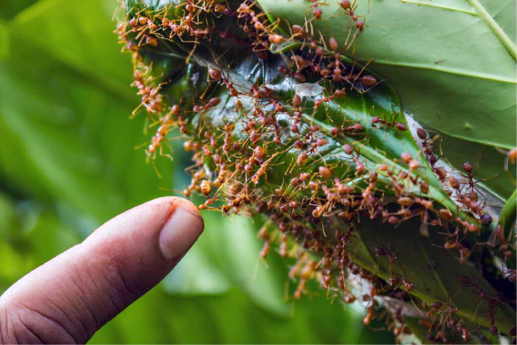 Urbanização descontrolada causa invasão de formigas-de-fogo pelo Brasil e risco à saúde, alerta pesquisa da UMC